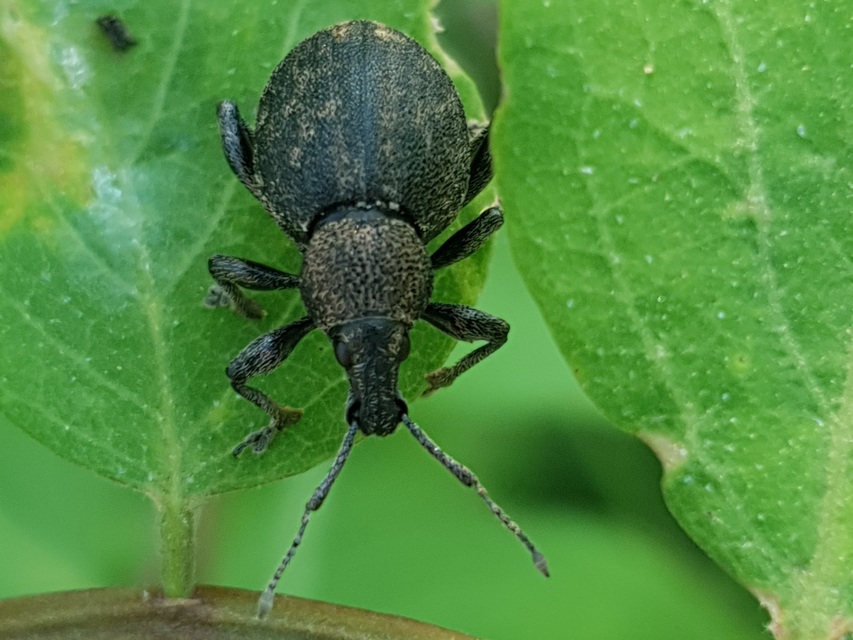 Otiorhynchus ligustici - vincellér-gyalogormányos