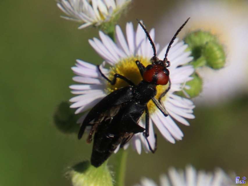 Epicauta rufidorsum - hollóbogár