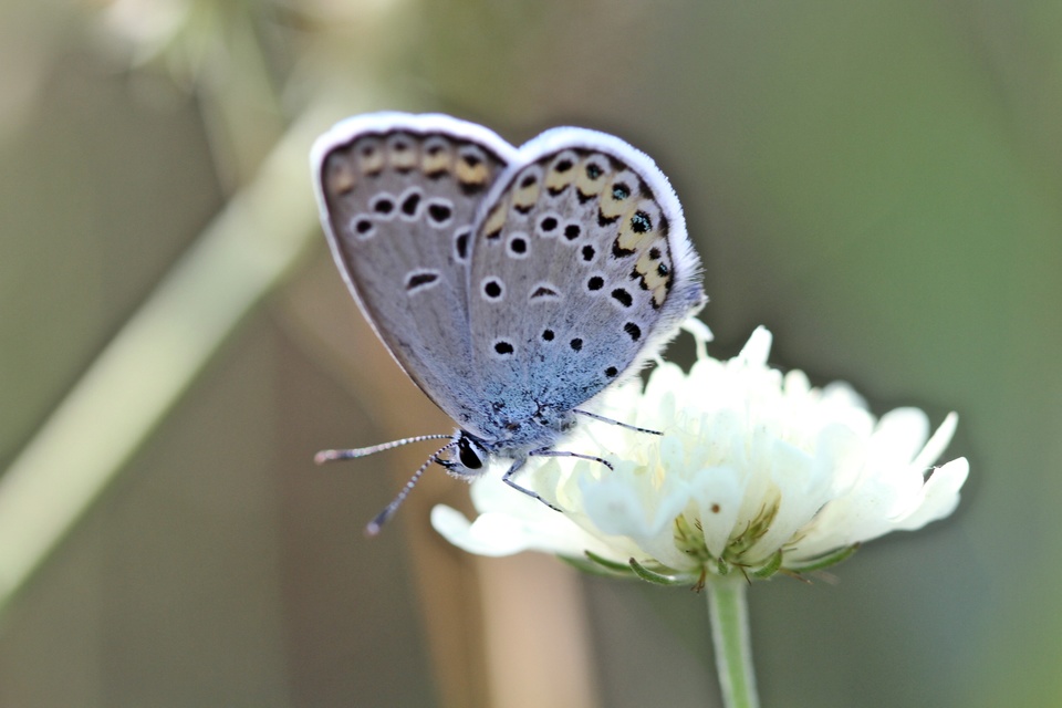 Plebejus argus - ezüstös boglárka