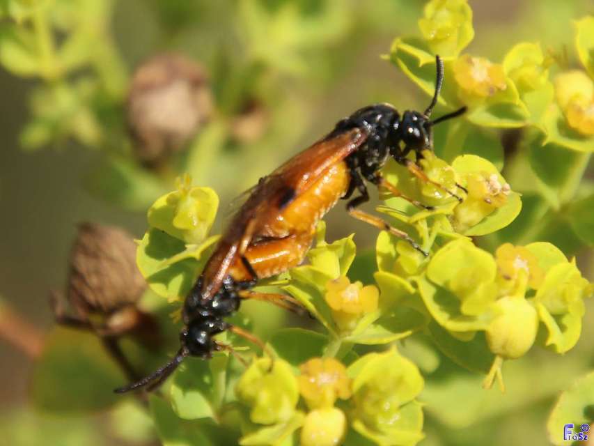 Argidae - botcsápú levéldarazsak