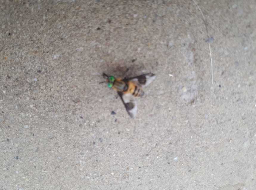Chrysops