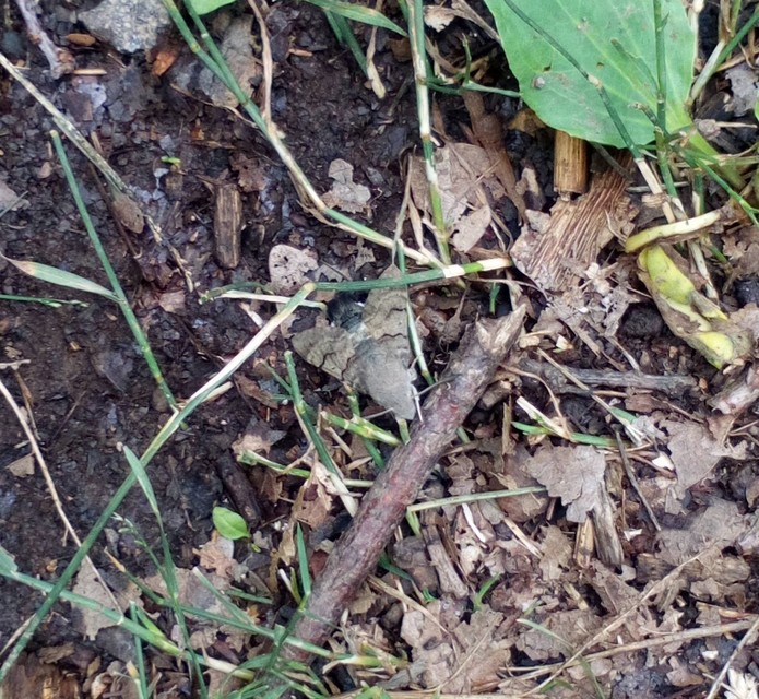 Macroglossum stellatarum - kacsafarkú szender