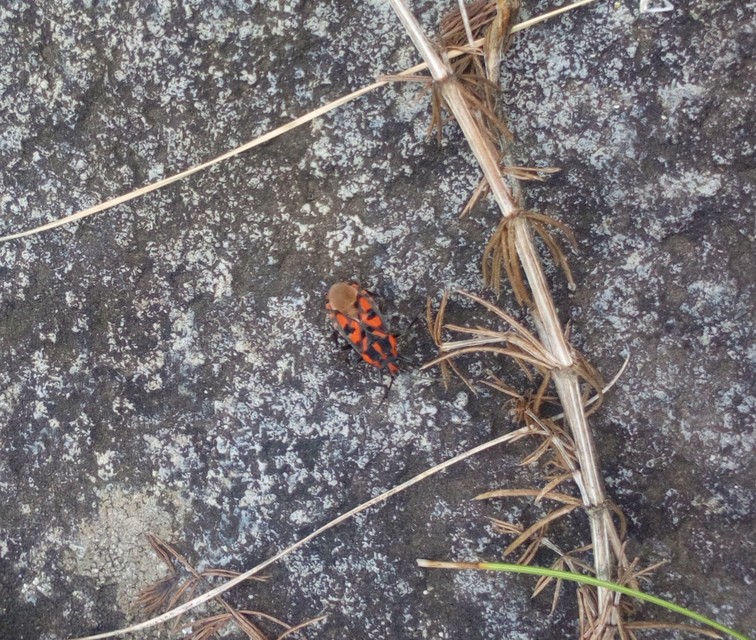 Spilostethus saxatilis - virágbodobács