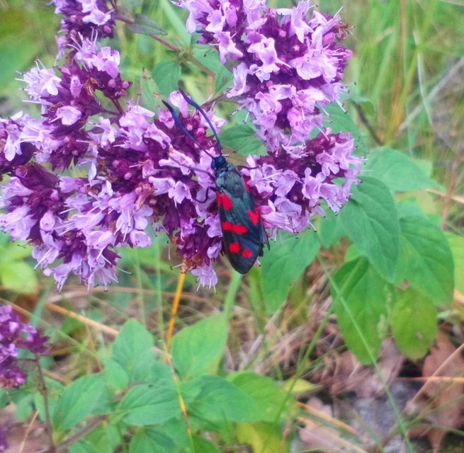 Zygaena filipendulae - acélszínű csüngőlepke