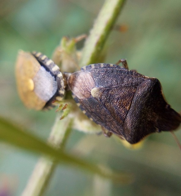 Peribalus strictus - tavaszi címerespoloska Peribalus strictus - tavaszi címerespoloska