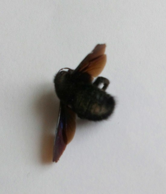 Xylocopa Xylocopa
