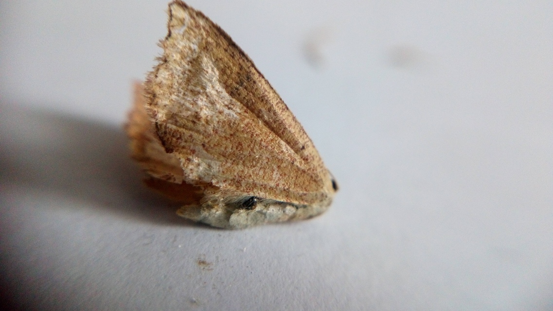 Cyclophora ruficiliaria - vörösrojtú pettyesaraszoló