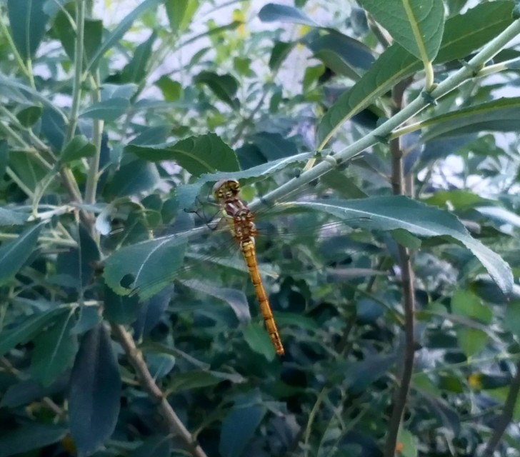 Sympetrum vulgatum - barkós katona-szitakötő