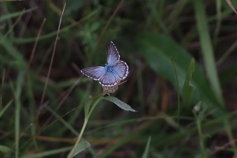 Polyommatus coridon - ezüstkék boglárka