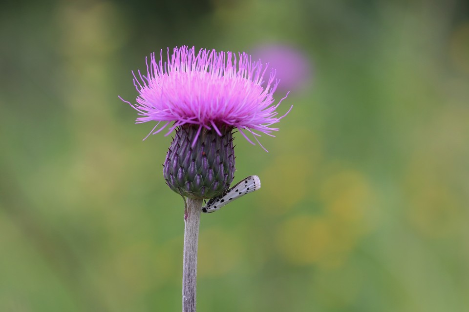 Myelois circumvoluta - pettyes karcsúmoly