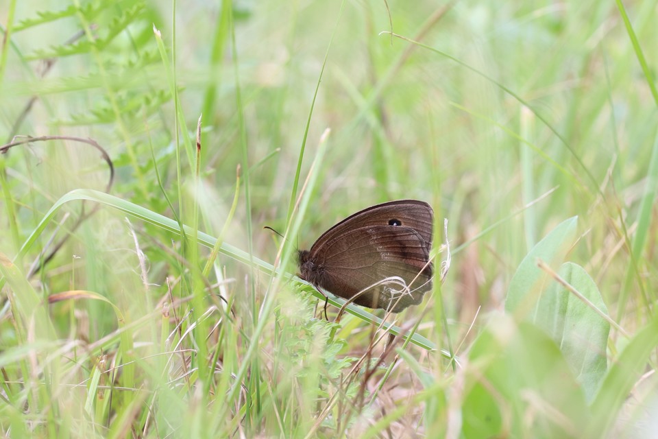 Minois dryas - fekete szemeslepke