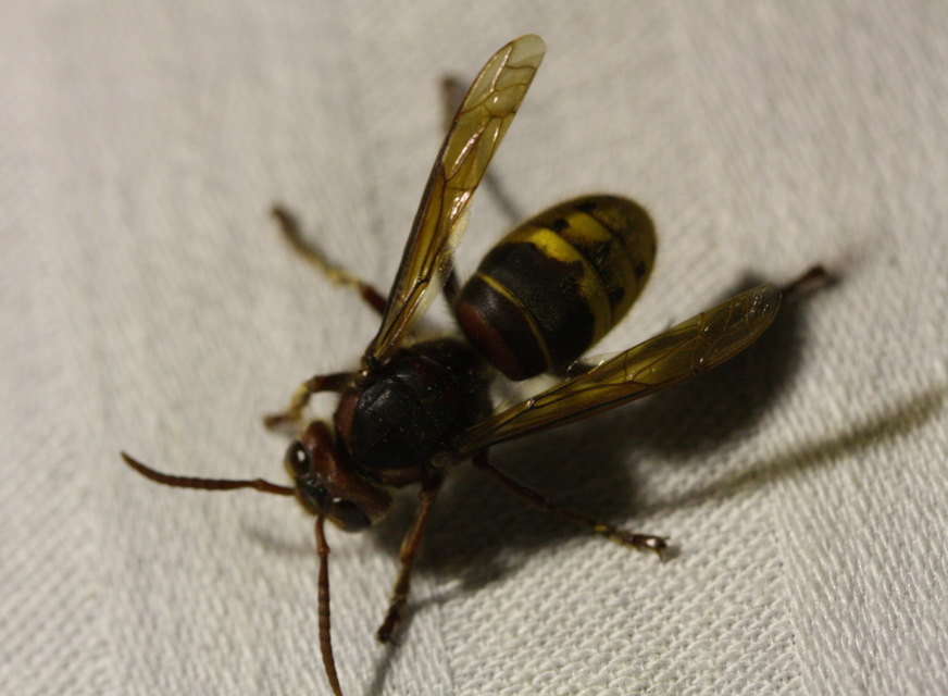 Vespa crabro - lódarázs