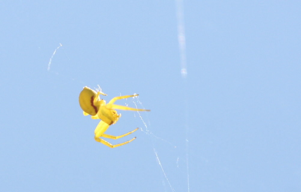 Misumena vatia - viráglakó karolópók