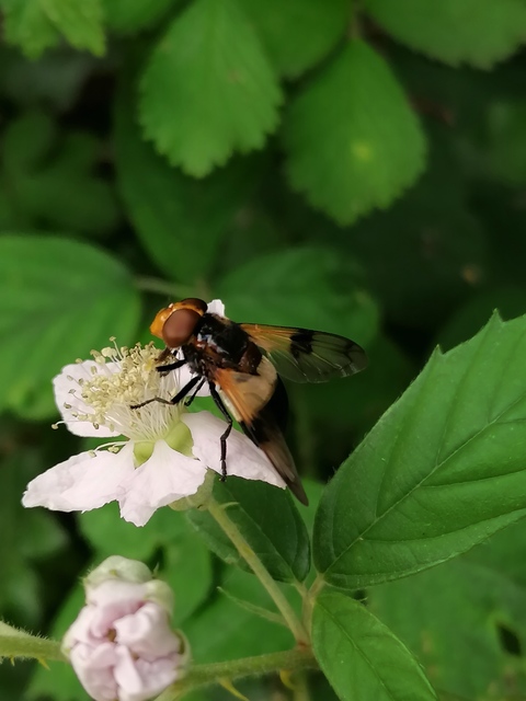 Volucella pellucens - üvegpotrohú pihelégy