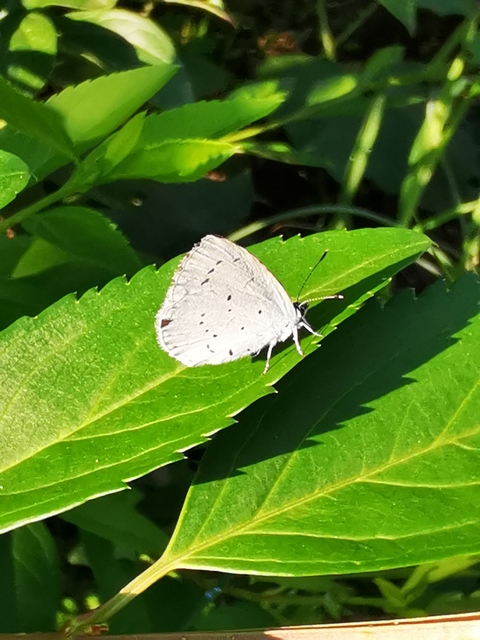 Celastrina argiolus - bengeboglárka