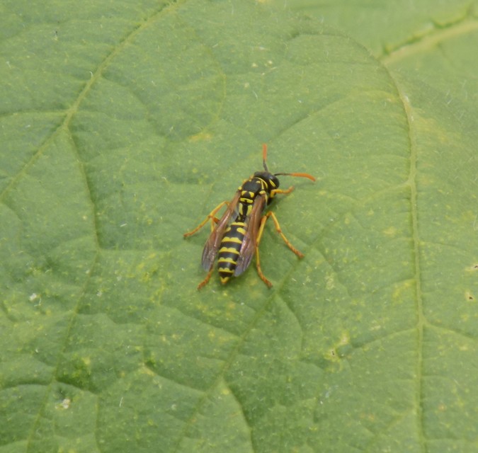 Polistes dominulus - déli papírdarázs