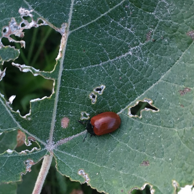 Chrysomela populi - nagy nyárlevelész