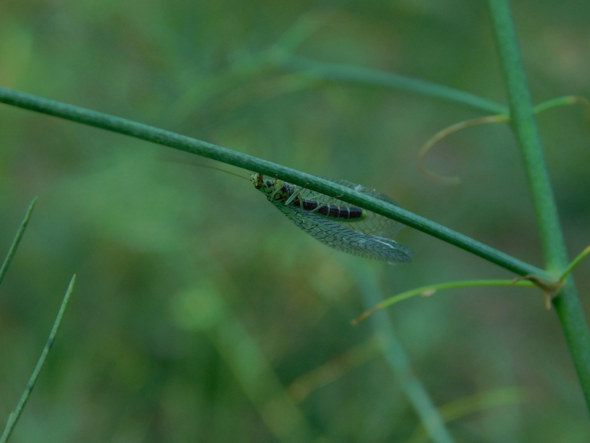 Chrysopidae - zöldfátyolkák