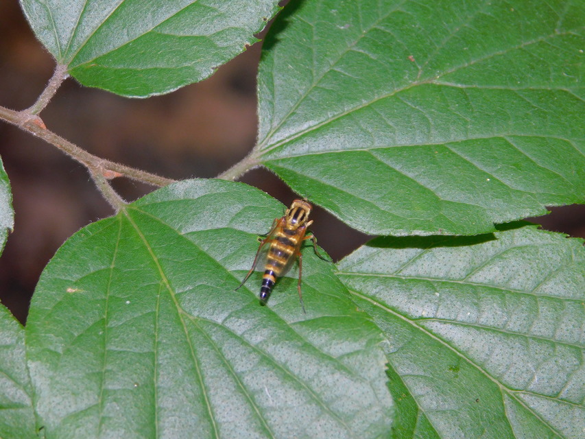 Thereva aurata - aranyos tőröslégy