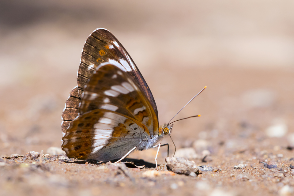 Limenitis camilla - kis lonclepke