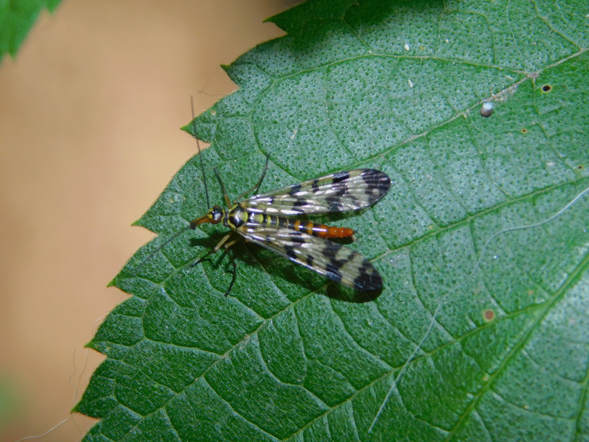 Panorpa vulgaris