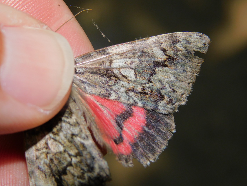 Catocala promissa - kis tölgyfa-övesbagoly