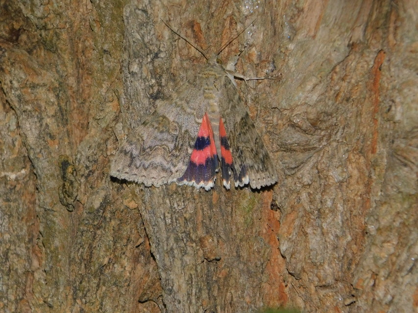 Catocala nupta - piros övesbagoly