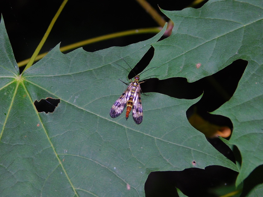Panorpa vulgaris