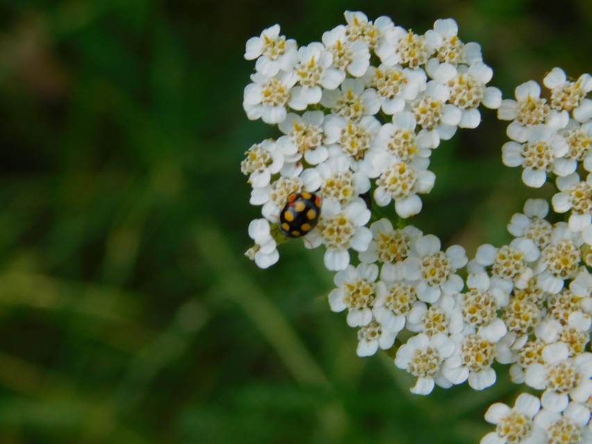 Coccinula quatuordecimpustulata - feketesárga katóka