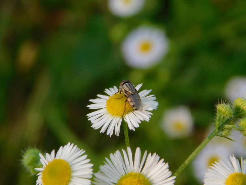Stomorhina lunata - sáskaparazita légy