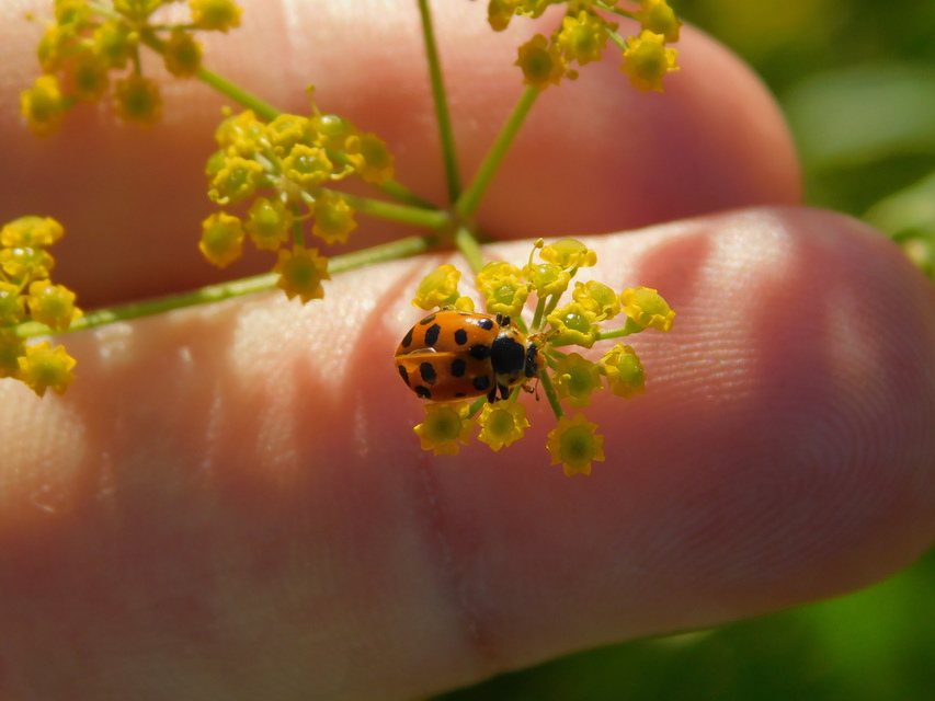 Hippodamia tredecimpunctata - mocsári katica
