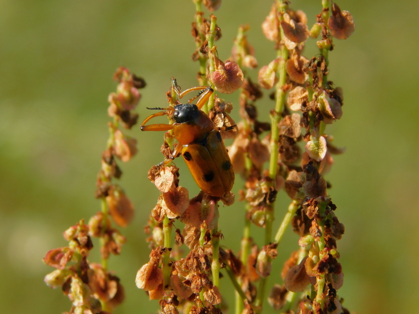 Tituboea macropus - dárdahere-zsákhordóbogár