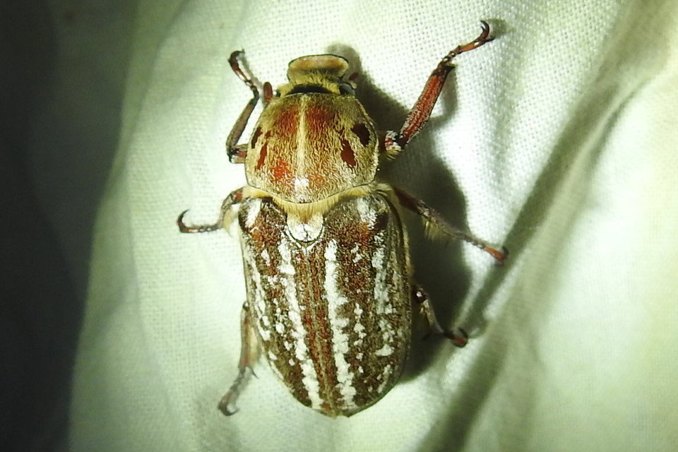 Anoxia orientalis - keleti cserebogár