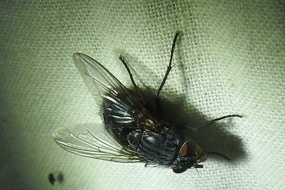 Calliphora