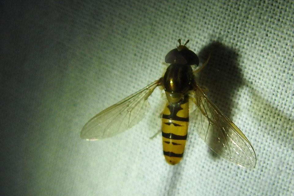 Episyrphus balteatus - ékfoltos zengőlégy