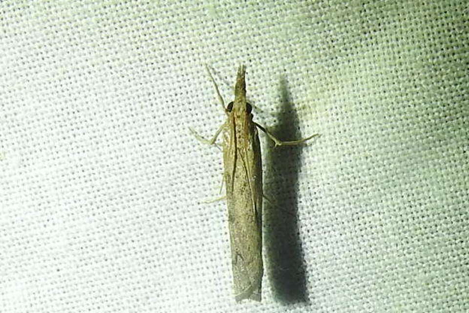 Pediasia contaminella - mocskos fűgyökérmoly