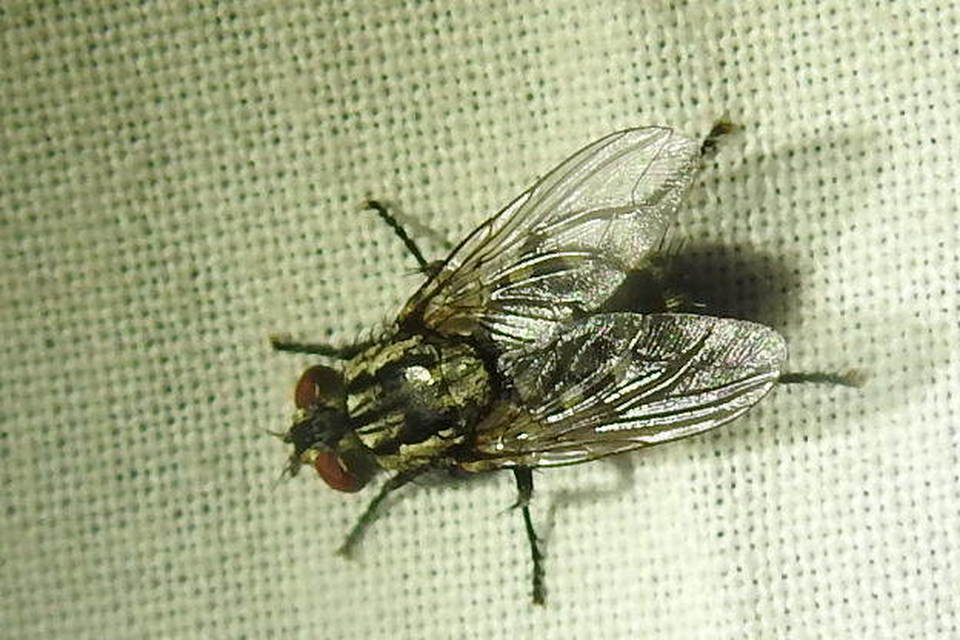 Sarcophagidae - húslégyfélék