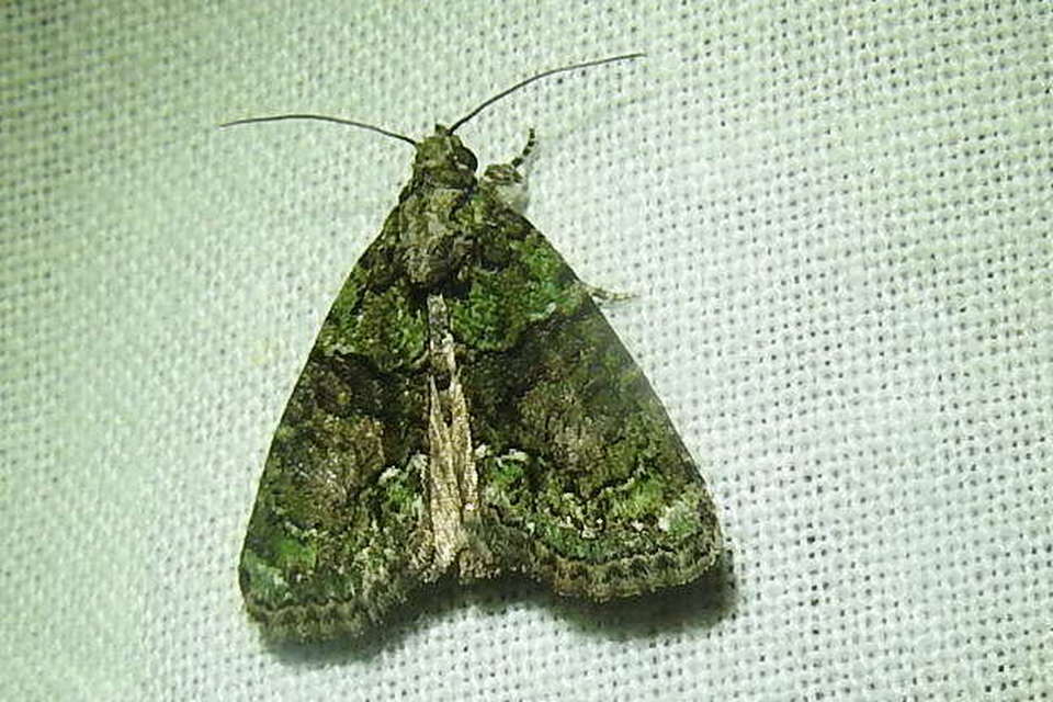 Cryphia algae - sárgászöld zuzmóbagoly