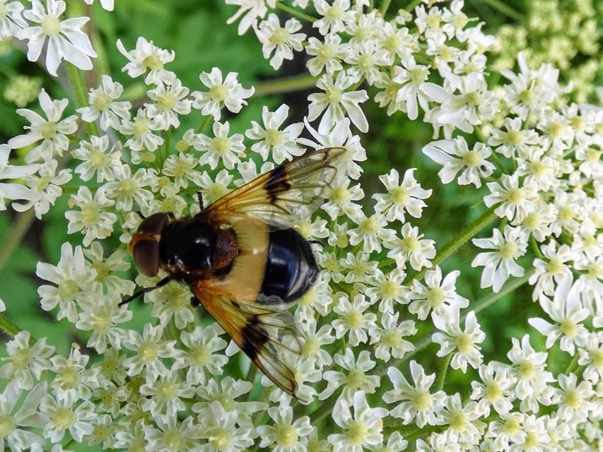 Volucella pellucens - üvegpotrohú pihelégy