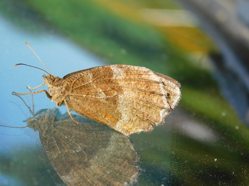 Minois dryas - fekete szemeslepke