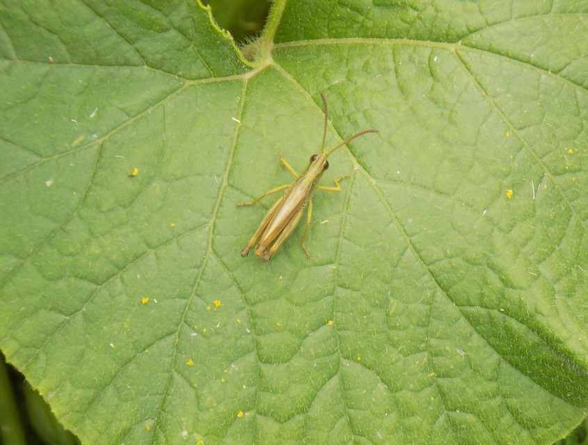 Pseudochorthippus parallelus - közönséges rétisáska