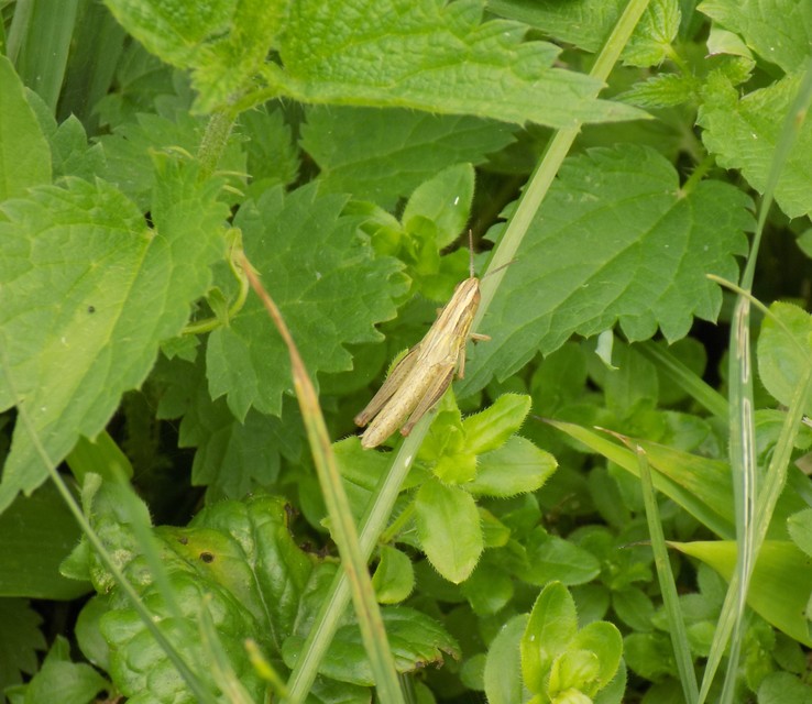 Euchorthippus