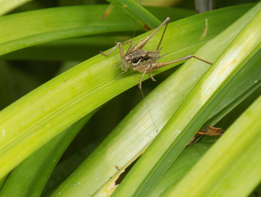 Pachytrachis gracilis - karcsú szöcske