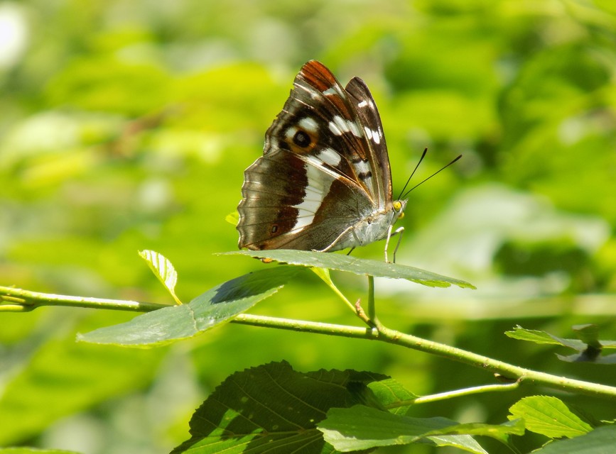 Apatura iris - nagy színjátszólepke