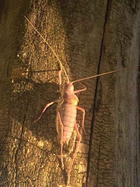 Ephippiger ephippiger - nyergesszöcske
