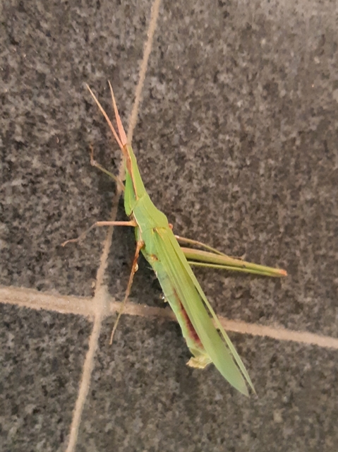 Acrida ungarica - sisakos sáska Acrida ungarica - sisakos sáska