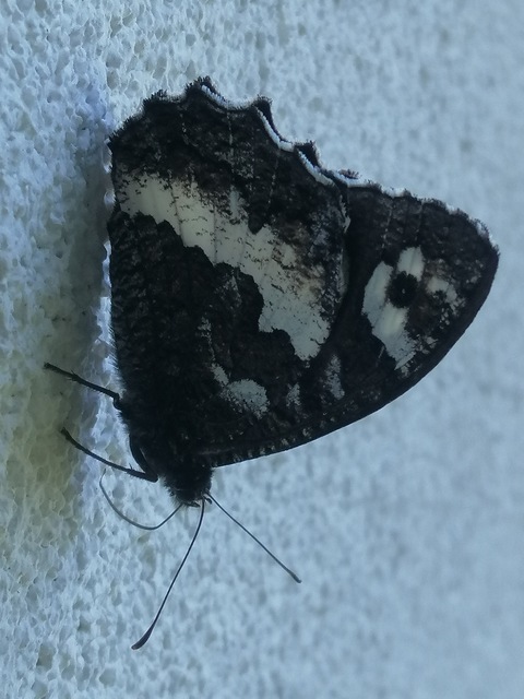 Brintesia circe - fehéröves szemeslepke