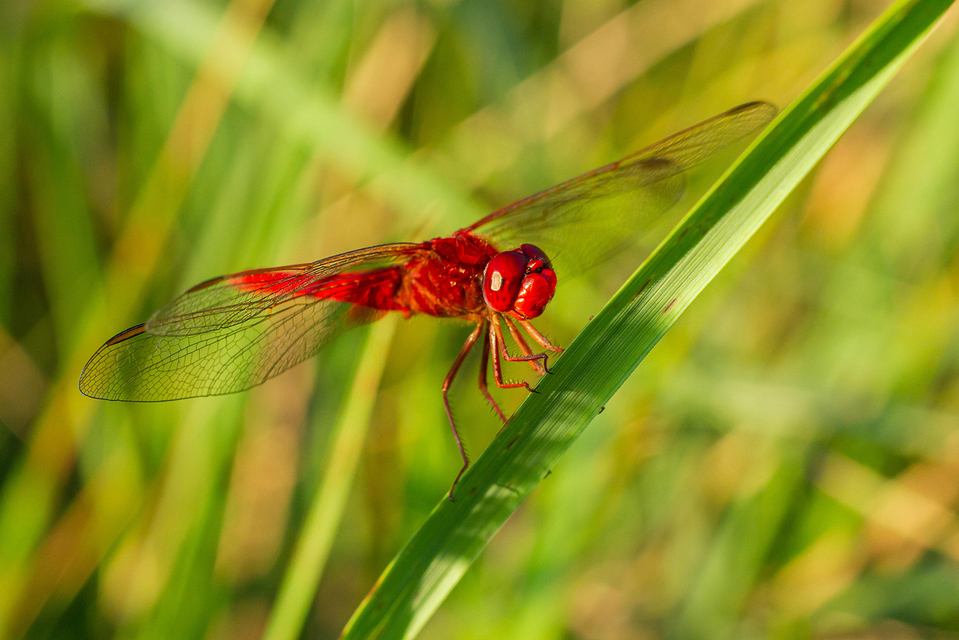 Crocothemis erythraea - skarlát szitakötő
