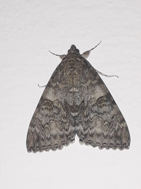 Catocala nupta - piros övesbagoly