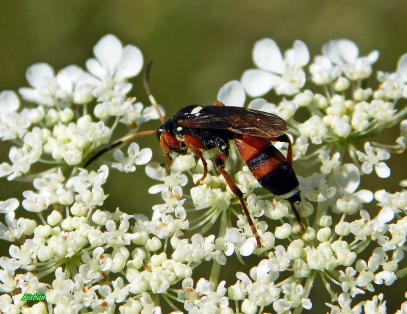Ichneumoninae Ichneumoninae